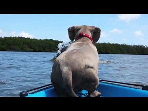 Dog Jumps Off Boat to Chase Dolphin