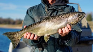 Salmon fishing on Lake Sakakawea really takes off in late July and early August. Learn more in this week's NDO News. | North Dakota Game and Fish Department