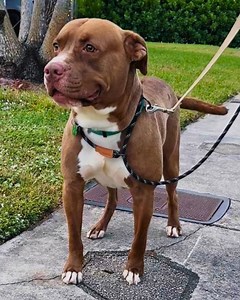 4.7K views · 497 reactions | It’s hard to believe that Hank was found...