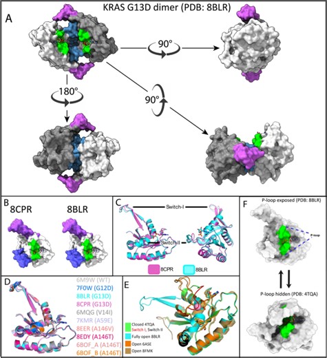 Novel druggable space in human KRAS G13D discovered using structural bioinformatics and a P-loop targeting monoclonal antibody - Scientific Reports