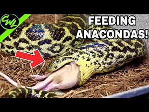 Feeding ALL MY ANACONDAS!!!