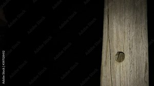 southern flying squirrel at nest cavity at night