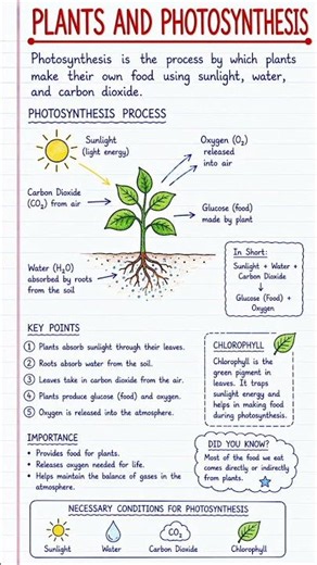 Plants and Photosynthesis