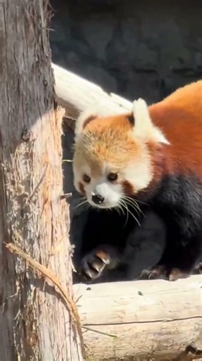 Full Video On My Channel