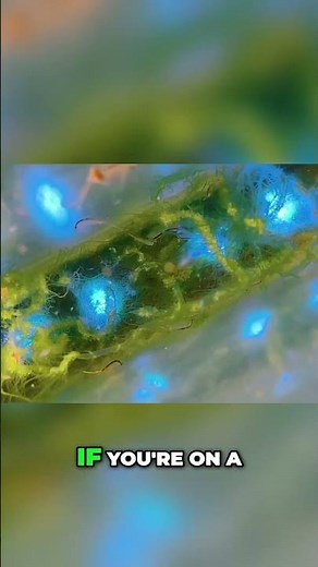 Honest Aqua Dragons Review: The Good & The Challenges! #AquaDragons