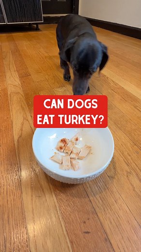 Can dogs eat turkey? 🦃🍗 The answer is yes—when it’s prepared safely and served in moderation! Turkey is a great, easily digestible protein for dogs and is loaded with benefits like vitamin B2 and phosphorus. 👉 Learn more about safely feeding turkey to your dog on our blog: https://bit.ly/4eHQ0ot 👉 Check out our delicious turkey-based dog food options here: https://bit.ly/493jtbo | Stella & Chewy's