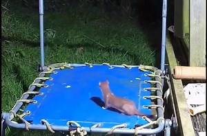 Stoat Dancing, Must Watch! | Mostafizur Rahman