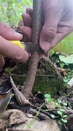 Best method and unique ideas for the grafting of fruit trees #grafting #plants #garden #tree​