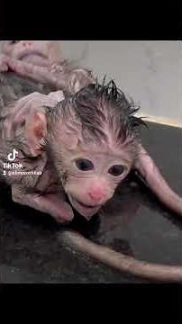 Baby Monkey Takes a Bath in the Sink – Too Cute to Handle!