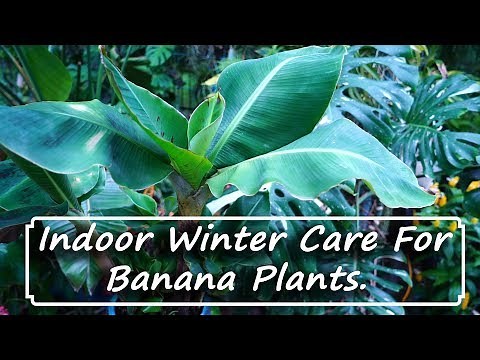 Growing Banana Plants Indoors / Winter Care