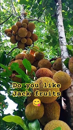Amazing Jackfruit Tree Loaded with Fruits | Nature’s Abundance 🌿🍈