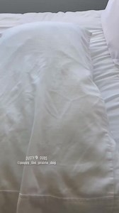 💍😱 Prairie Dog Panic / VO’d with permission from Poppy the Prairie Dog #prairiedog #prairiedogs #panic #cheater #cheaters #voiceover #voiceovers #animalvoiceover #animalvoiceovers #comedy #comedyvideos #comedian #entertainment #funny #memes #funnymemes #meme #lol #humor #fun #funnyvideos #lmao #jokes #viral #trending #dadjokes #dustydubs | Dusty Dubs