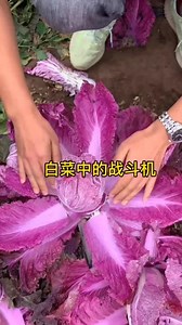 这个紫色大白菜，又好看又好吃，比普通白菜更有营养。#紫白菜 #蔬菜种子 #家庭种植 #三农