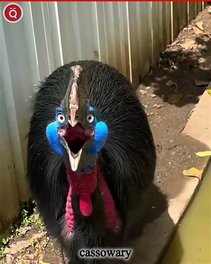 Animals ki Original sound jo aapne kabhi nahi suni hogi! 🤯