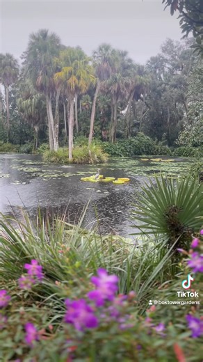 44K views · 1.8K reactions | Don't let a little rain keep you away from the Gardens. It can be the most beautiful time. Bring a rain jacket or umbrella and enjoy a whole new way to experience the beauty! | Bok Tower Gardens | Facebook