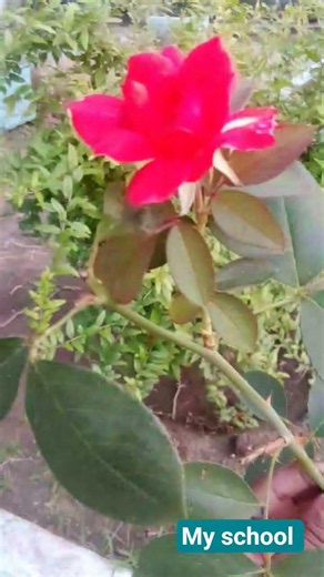 💝New viral trending song and vedios 💝💝💝
