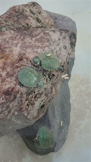 Miss Pac-Man ia always hungry 🐢 🐢 🐢 🐢 🐢 🐢 🐢