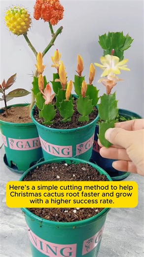 Cymbidium orchid care and propagation #gardeninglove #organicgardening #gardensofinstagram #gardenideas #urbangardening | Gardening Greener | Facebook