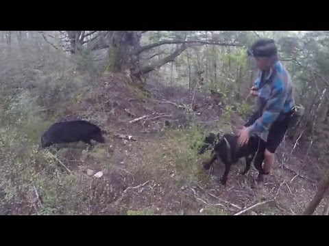 Pig Hunting in New Zealand