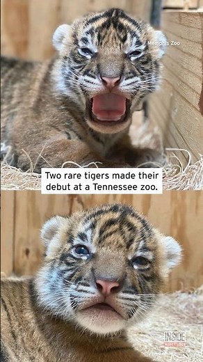 Rare Sumatran Tiger Cubs Born at the Memphis Zoo #shorts