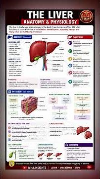 Anatomy & Physiology of Liver | Functions, Structure & Blood Supply Explained | #mhainsights #mha