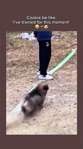 Follow for more inspirations ☺️#pets, #funnyanimals, #school