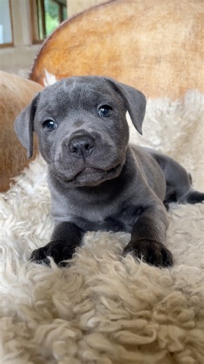 Staffy Puppies and the Hiccup Rule 😂🐾 | Too Cute to Handle