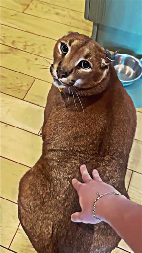 Rare Wild Cat Species Growth From Tiny Kittens to Powerful Apex Predators #shorts #wildlife
