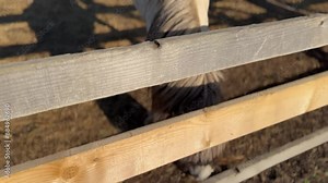 Close-Up of a Pony at the Zoo - Capturing the Playful and Gentle Nature of a Zoo Resident