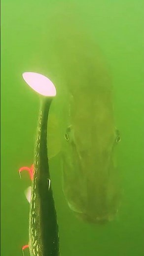 Poznaj kamerę podwodną Westin Endure Cam i uwieczniaj najlepsze momenty swojego wędkarstwa 🎣