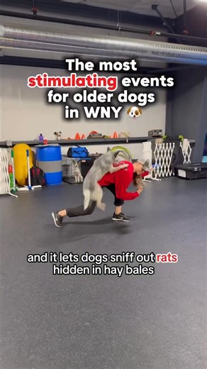 From Barn Hunt (dogs sniffing out safely caged rats in hay bales!) to an indoor dog pool made for year-round fun, Premier Dog Sports in Lancaster has it all. 🐶🐕🐩 It’s not just for competition dogs — they’ve got puppy classes, obedience, tricks, and Canine Good Citizen prep taught by 20 experienced trainers who’ve truly seen it all. 📍 @premierdogsports 15 Lancaster Pkwy, Lancaster, NY 14086 | Step Out Buffalo