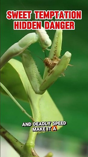 Praying Mantis Hunts and Eats Hummingbird [ GRAPHIC ENDING ]