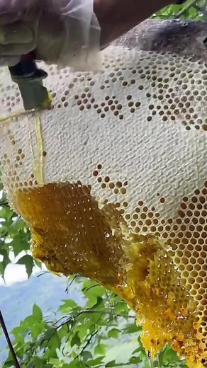 #honey #bee #sweet #funny