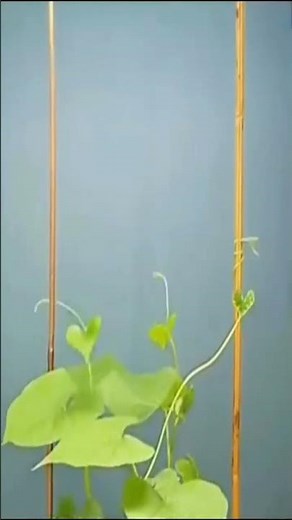 Thigmotropism