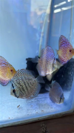 Beautiful Discus Fish 🐠✨ | King of Aquarium #discusfish #youtubeshorts #shorts #viralshorts #nature