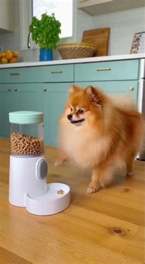 He Learned How to Feed Himself 😳🐶