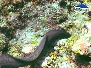 Funny animal behaviour - moray eel ties itself in knots!