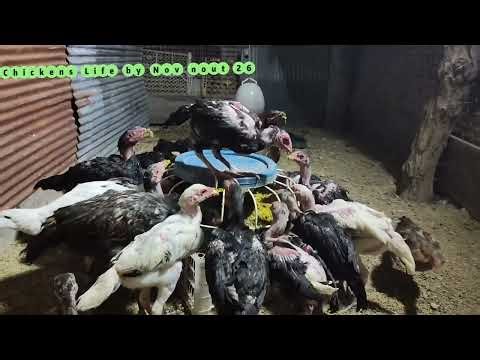 A Large Flock of Chickens Eating Feed 26