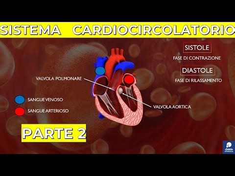 Cardiovascular System (Part 2): Heart and Conduction System