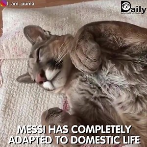 321K views · 1.9K reactions | Pet puma Credit: Daily Animal Cuteness | Cat Tube | Facebook
