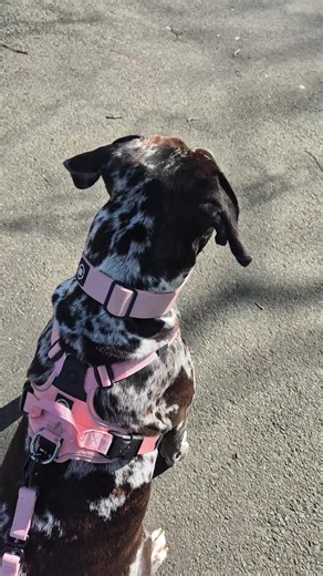 Had to pop into @Napiers The Herbalists for Agnus Castus… for Oreo 🐶 Still dealing with a phantom pregnancy, so we’re taking it easy. No getting dressed tomorrow. No big plans. Just rest, cuddles and a slow walk through the Botanic Gardens 🌿 Fresh air helps everything a little. 💚 #PhantomPregnancy #DogMumLife #GlasgowWalks #BotanicGardensGlasgow #AgnusCastus