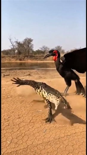 Ground Hornbill vs Monitor _ Defense by a Seasonal Riverbed