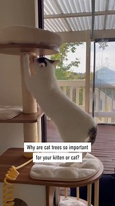 Why are cat trees so important for cats? ✔️ They provide your kitten or cat with exercise, a place to engage their mind and to explore their space safely. ✔️Cats enjoy sitting in elevated places where they can hide away or observe their surroundings. ✔️A cat tree will provide more vertical space, giving your cat more freedom. Do you have a cat tree at home? | Royal Canin