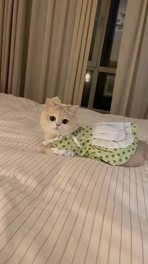 Cute Cat Costume Ideas: Beautiful Gold Cat Cosplay Skirts and Dresses