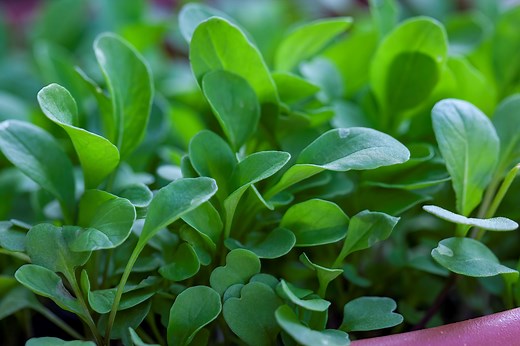 How to Grow Watercress as a Cut-and-Come-Again Salad Green