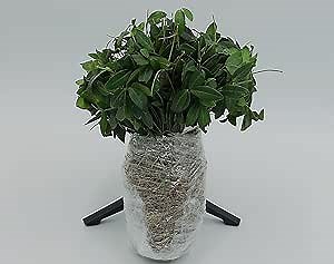 Greenwood Nursery: Live Ground-Cover Plants - Vinca Minor + Lesser/Dwarf Periwinkle - [Qty: 200 Bare Roots] - (Click for Other Available Plants/Quantities)