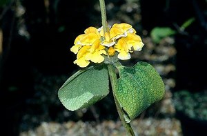 Phlomis chrysophylla - Alchetron, The Free Social Encyclopedia