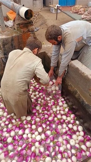 "Turnip Harvesting Like a Pro! 🚜🌱 | Best Farm Practices"