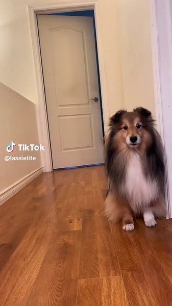 Exciting Announcement: The Wizard of Oz Inspiration