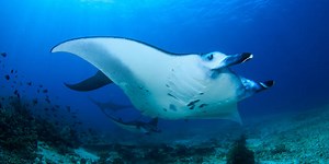 Quiz: Can You Name These Fish?